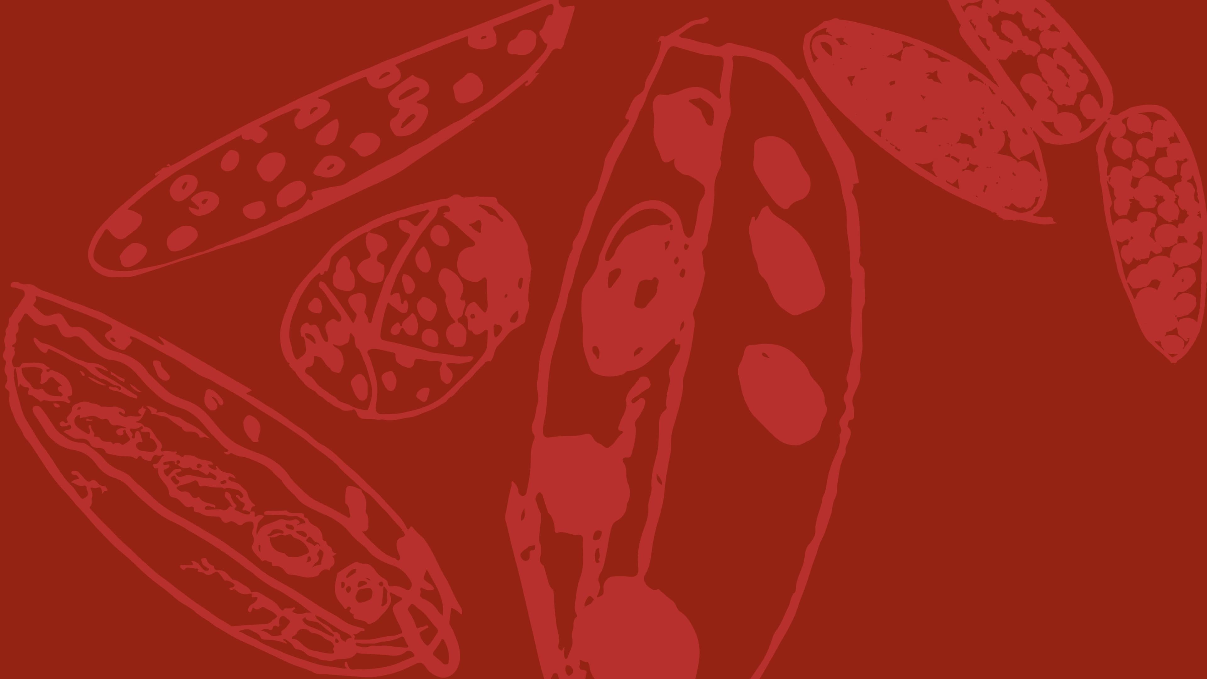 Tenho um irmão com síndrome de Down. O que isso muda em mim?